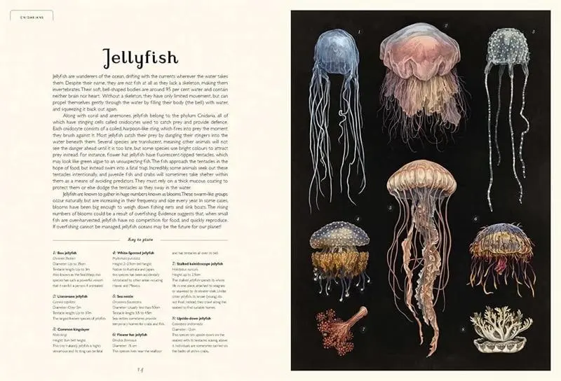 Oceanarium - Image 2