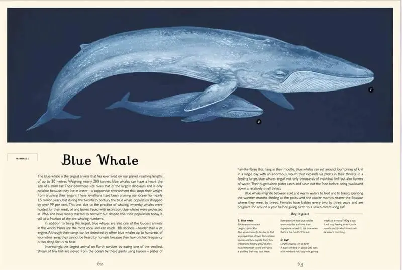 Oceanarium - Image 4