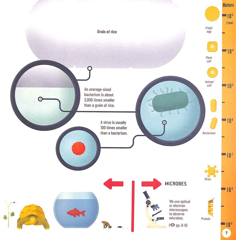 My First Book of Microbes - Image 4