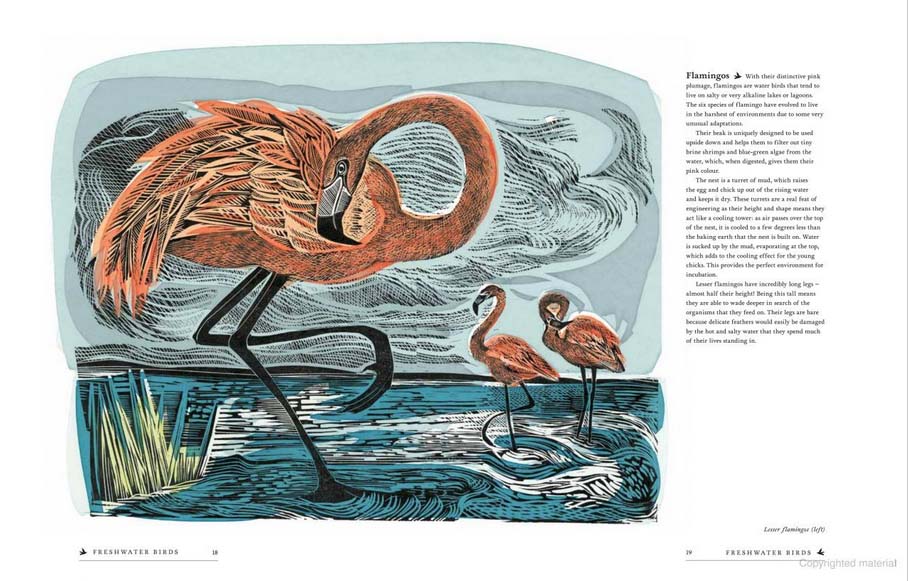 RSPB Birds: Explore their Extraordinary World - Image 4