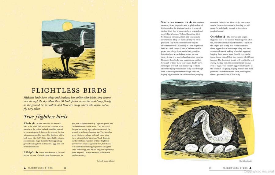 RSPB Birds: Explore their Extraordinary World - Image 2