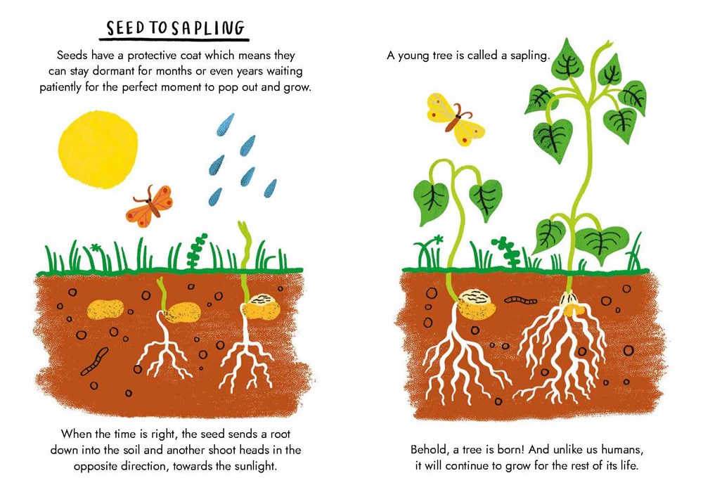 Little Guides to Nature: Hello Trees - Image 4