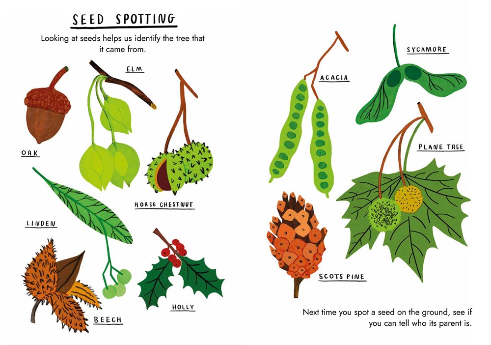 Little Guides to Nature: Hello Trees - Image 3